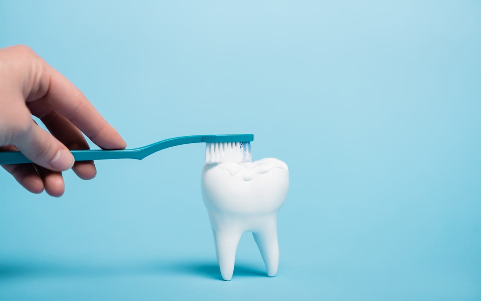 Model tooth being brushed